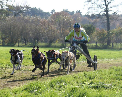 Hundesport Bekleidung