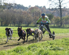 Hundesport Bekleidung