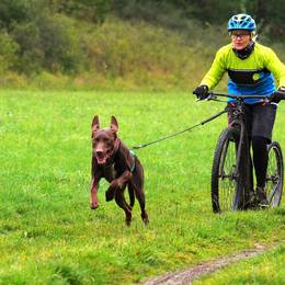 Neue Kategorie Hundesport