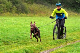 Hundesport im Team Hessenhounds