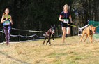 Teamsport Hundesport by www.scv-hessenhounds.de